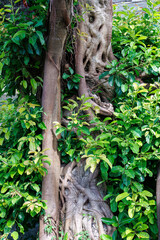 美しいガジュマル（Chinese Banyan, Ficus microcarpa L.f.,）の木。座間味島座間味港
沖縄県島尻郡慶良間諸島-2025
沖縄本島から40km西方にある諸島。
大小30以上の島々からなる島嶼群は全体が国立公園に指定されている。
珊瑚礁の海、白い砂浜、緑の山地は世界屈指の美しさ。
多くの貴重な動植物が生息している。
