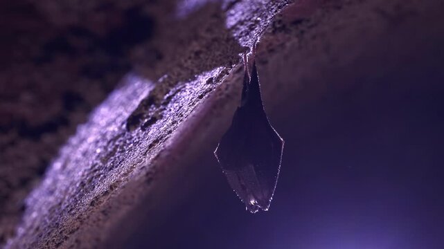 Close up small sleeping lesser horseshoe bat covered by wings, hanging upside down on top of cold arched brick cellar and hibernate. Creative wildlife