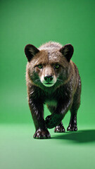 Dark brown bear cub on green floor with intense expression and dark furry coat standing alertly and looking directly ahead.