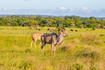 Fototapeta premium The greater kudu (Tragelaphus strepsiceros) is a large antelope species in the Bovidae family, native to East and Southern Africa. It is common in the Isimangaliso Wetland Park.