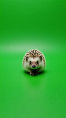 Small hedgehog with brown spots on white background.