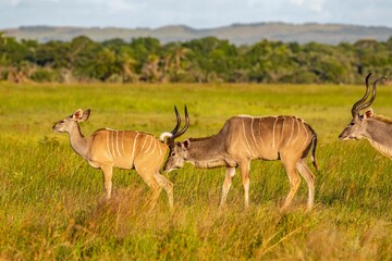 The greater kudu (Tragelaphus strepsiceros) is a large antelope species in the Bovidae family, native to East and Southern Africa. It is common in the Isimangaliso Wetland Park.