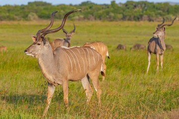 The greater kudu (Tragelaphus strepsiceros) is a large antelope species in the Bovidae family, native to East and Southern Africa. It is common in the Isimangaliso Wetland Park.