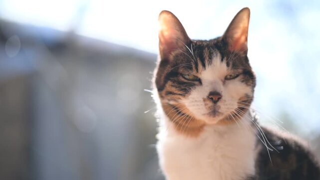 屋根から滴り落ちる雪解け水を背景にくつろぐキジ猫