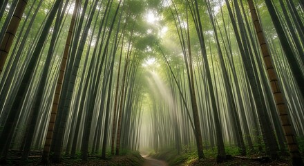 Fototapeta premium Lush Bamboo Forest Path Bathed in Ethereal Sunlight Rays