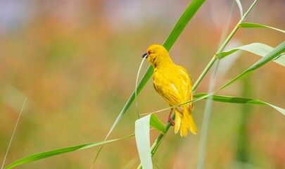 Eastern golden weaver (Ploceus subaureus) Eastern golden weaver is a species of bird in the family Ploceidae. It is found in east and southeast Africa
