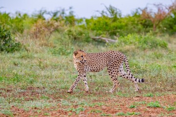 The cheetah (Acinonyx jubatus) is an important part of African wildlife. A cheetah roams the Southern African savannas.
