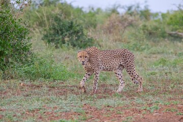 The cheetah (Acinonyx jubatus) is an important part of African wildlife. A cheetah roams the Southern African savannas. © selim