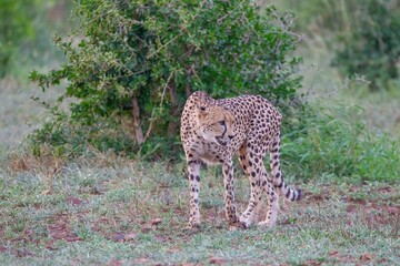 The cheetah (Acinonyx jubatus) is an important part of African wildlife. A cheetah roams the Southern African savannas.
