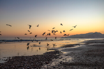 Wild seagulls flying and landing on wet sand of Mughsayl Beach close to Salalah in Dhofar, Oman, with waves rolling onto shore and mountains silhouetted against a colorful sunset sky in dry season.