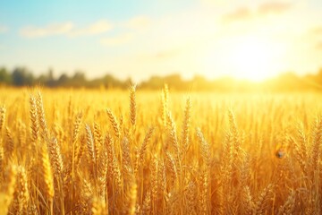 Golden Summer Wheat Field Glowing in Warm Sunlight, a Peaceful Rural Scenery at Sunset