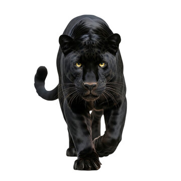 Black panther with piercing yellow eyes walking forward on a dark background, cutout, PNG isolated on white or transparent background