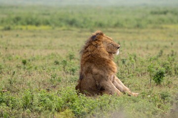 Tired African lion (Panthera leo) under a light rain in the grasslands of the Ngorongoro Crater