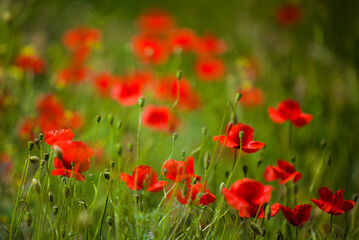 Red poppies growing in a vibrant green field