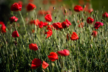 Red poppies growing in a vibrant green field