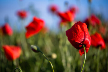 Red poppies growing in a vibrant summer field