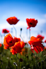 Naklejka premium Red poppies blooming in green field under blue sky