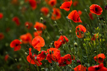 Naklejka premium Red poppies blooming in green summer field