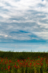 Red poppy flowers blooming in green field