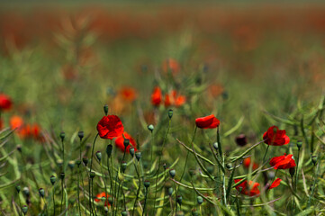 Red poppy flowers blooming in green field during summer