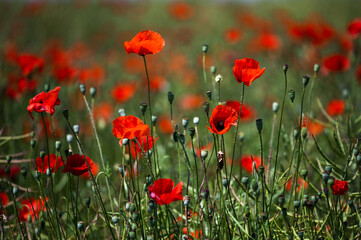 Red poppy flowers blooming in a summer field