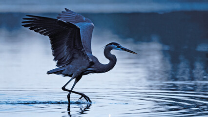 Stealth Mode - A blue heron sneaking up on his prey