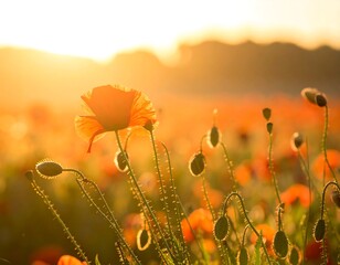 Glowing poppies in a field at sunset, bathed in warm, golden light. Backlit buds enhance the scene