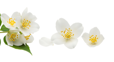 Jasmine flowers, Cluster of white with yellow stamens and green leaves, cutout, PNG isolated on white or transparent background