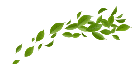 Leaves, Swirling arrangement of fresh green in a dynamic flow, cutout, PNG isolated on white or transparent background leaf