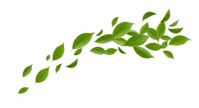 Leaves, Swirling arrangement of fresh green in a dynamic flow, cutout, PNG isolated on white or transparent background leaf