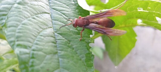This reddish-brown wasp perches on a green leaf. The background features lush vegetation and a slightly blurred lawn.
