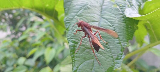 This reddish-brown wasp perches on a green leaf. The background features lush vegetation and a slightly blurred lawn.