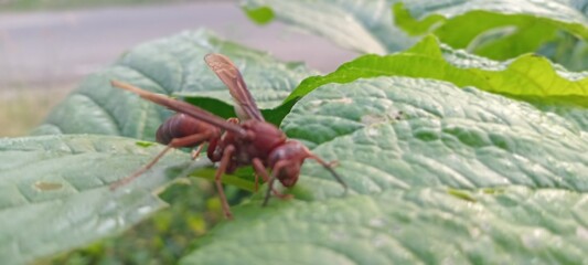 This reddish-brown wasp perches on a green leaf. The background features lush vegetation and a slightly blurred lawn.