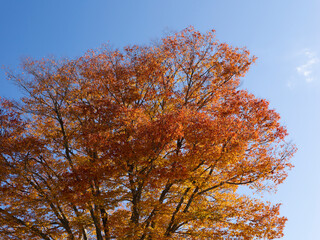 紅葉した樹木と青空の風景