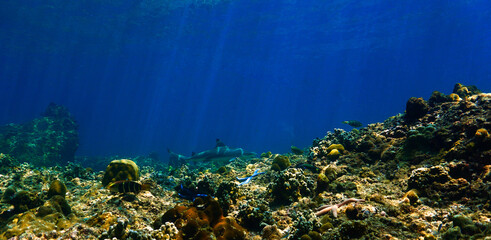 Underwater photography of a Blacktip reef shark in rays of sunlight. Off the coast of the island Koh Lanta in Thailand. 