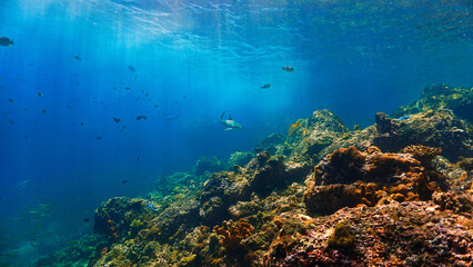 Underwater photography of a Blacktip reef shark in rays of sunlight. Off the coast of the island Koh Lanta in Thailand. 