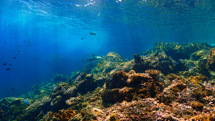 Underwater photography of a Blacktip reef shark in rays of sunlight. Off the coast of the island Koh Lanta in Thailand. 