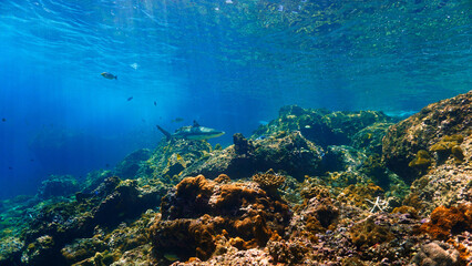 Underwater photography of a Blacktip reef shark in rays of sunlight. Off the coast of the island Koh Lanta in Thailand. 
