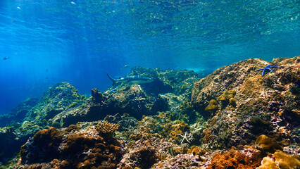 Underwater photography of a Blacktip reef shark in rays of sunlight. Off the coast of the island Koh Lanta in Thailand. 