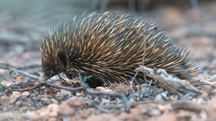 Short-beaked echidna (Tachyglossus aculeatus), Dryandra woodland, Western Australia. 
