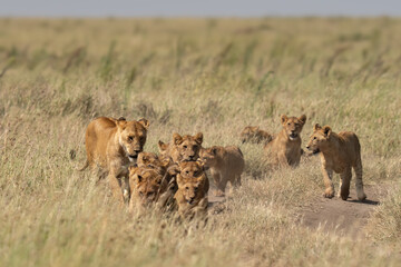 Pride of lion cubs in the grass