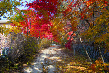 Fototapeta premium A path with red and yellow maple leaves at times