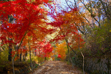 A path with red and yellow maple leaves at times