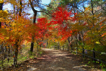 Naklejka premium A path with red and yellow maple leaves at times