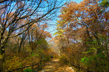 Fototapeta premium A path that has begun to feel autumnal