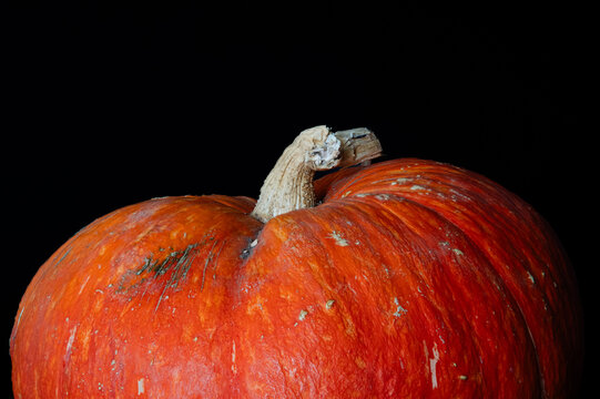 A close up of a pumpkin stem on a black background