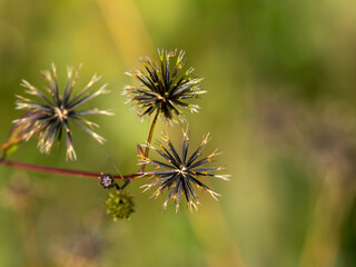 野原に生えたコセンダングサの痩果