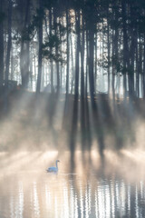 Fototapeta premium Picture of Pang Ung Lake in the morning, fog and sunlight hitting the water surface and there are tourist boats in the lake.