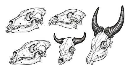 Obraz premium Animal Skulls Illustration