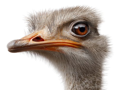 Ostrich Profile Portrait: The compelling profile of an ostrich, presenting a unique view into the eye and distinct facial features.  